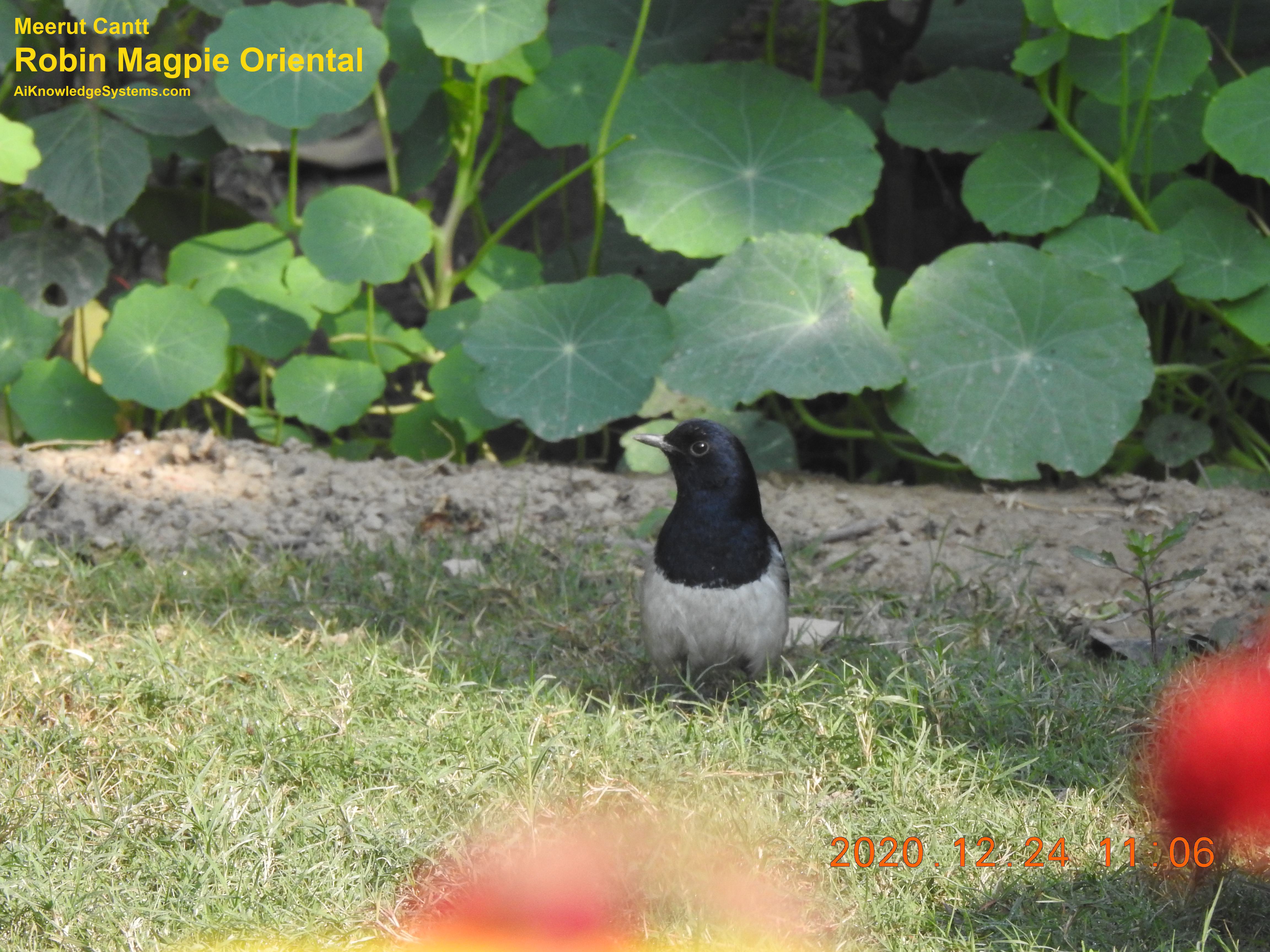 Magpie Robin (111) Coming Soon